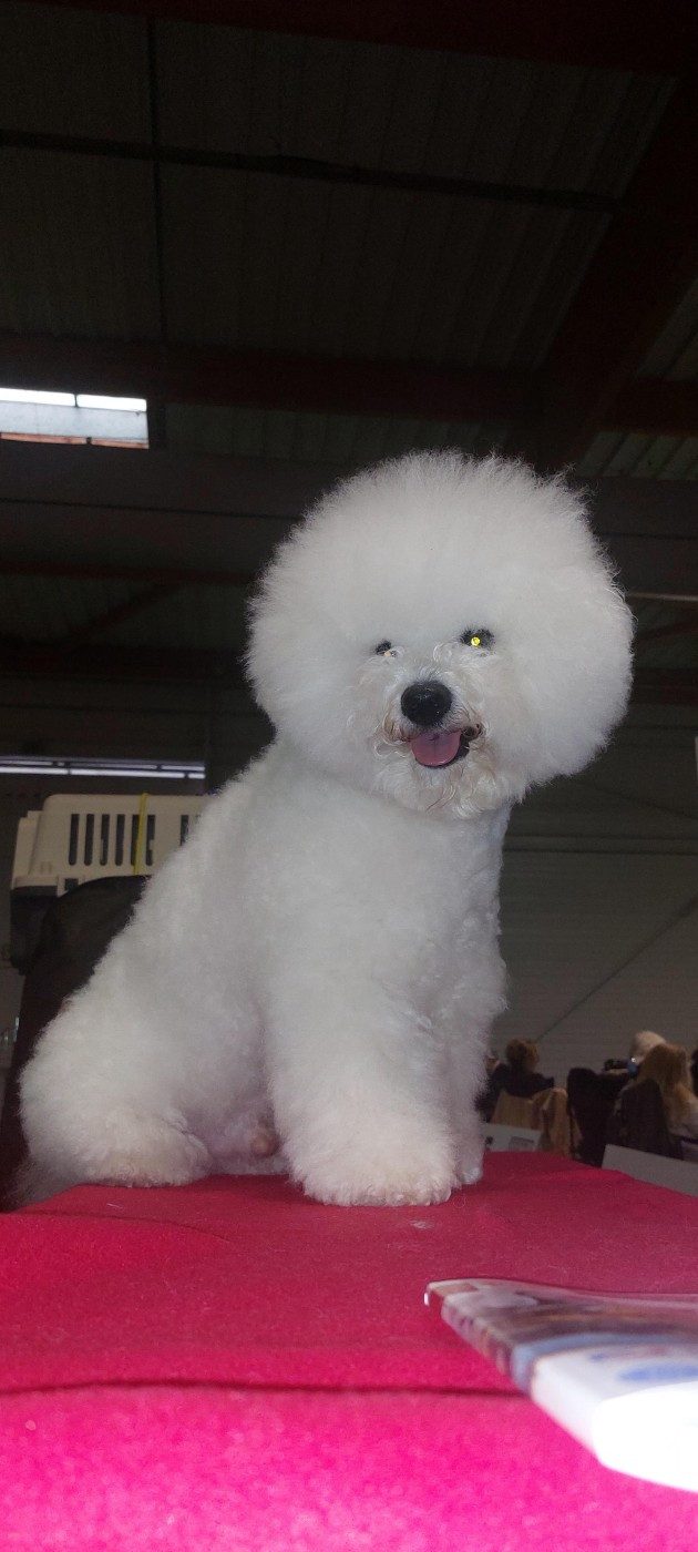 CH. Beauty regina bichon