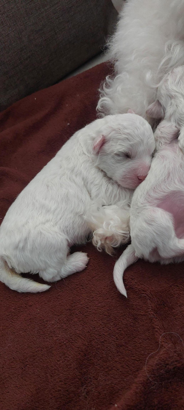 Du Royaume De Bagheera - Chiots disponibles - Bichon Frise