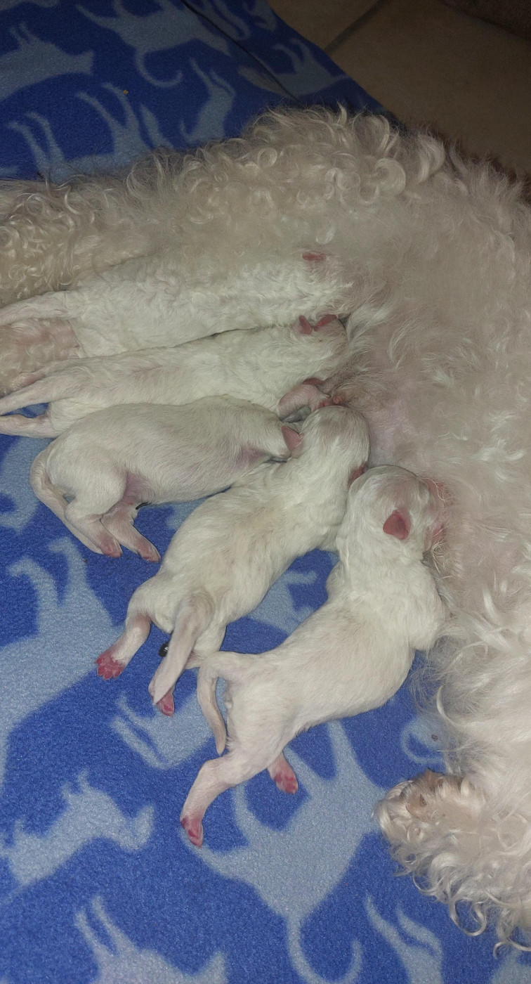 Chiot Bichon Frise Du Royaume De Bagheera
