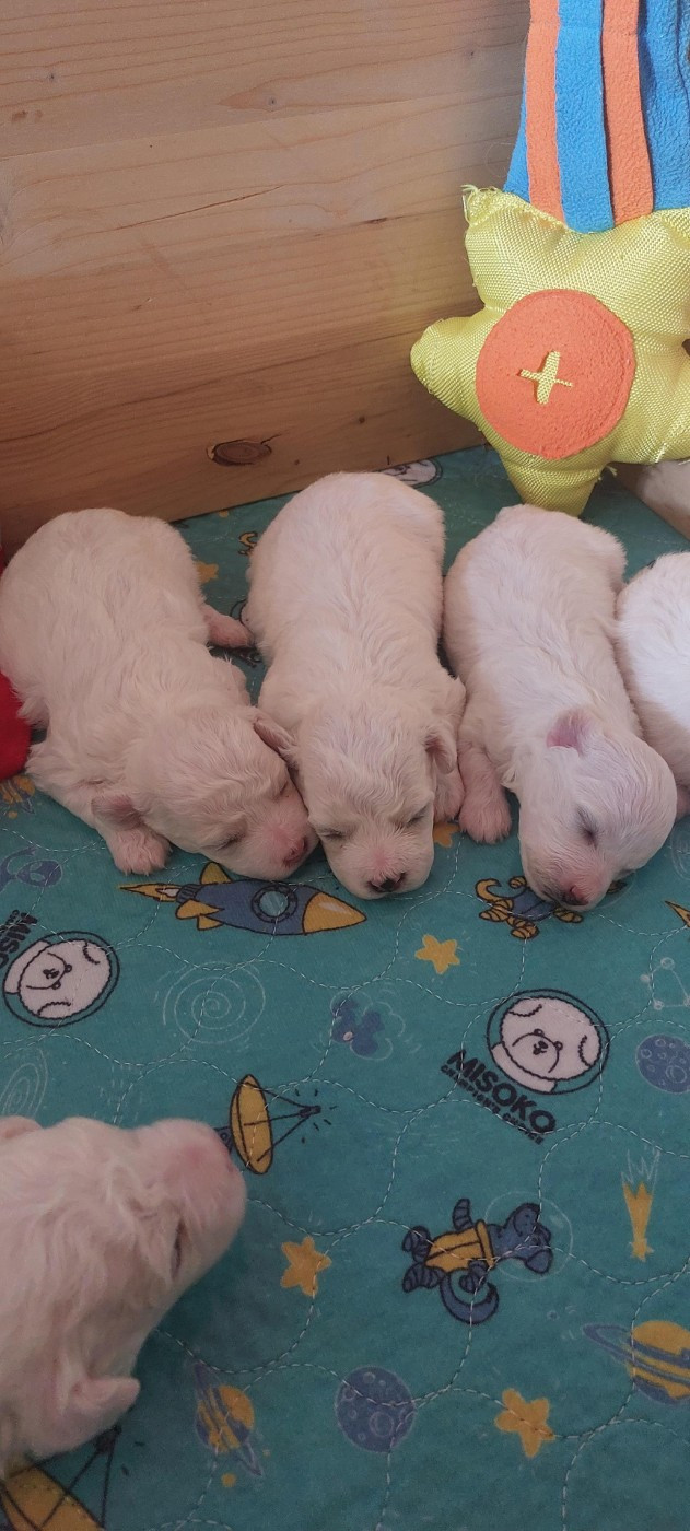 Du Royaume De Bagheera - Chiots disponibles - Bichon Frise