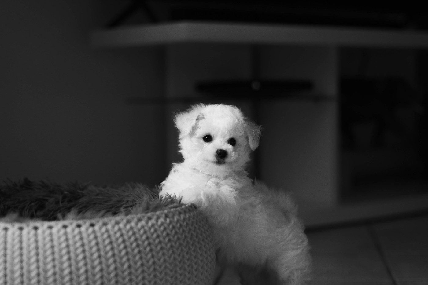 Du Royaume De Bagheera - Chiots disponibles - Bichon Frise