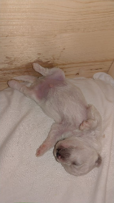 CHIOT 2