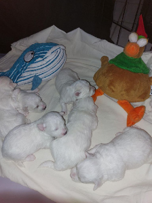 CHIOT 6