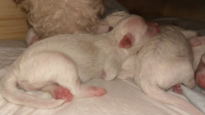 CHIOT 4